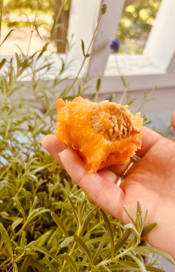 Photography by Gloria Hope Carson Hand holding a peach pit